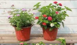 武汉爆料李悦视频最新,揭秘事件背后真相