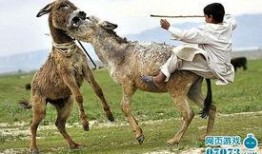 谁爆料八卦大驴的视频播放,揭秘大驴视频播放背后的八卦风云