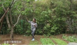 文春爆料菜园视频大全集,文春爆料背后的秘密与精彩瞬间