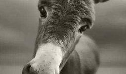 谁爆料八卦大驴的视频播放,揭秘大驴视频播放背后的八卦风云