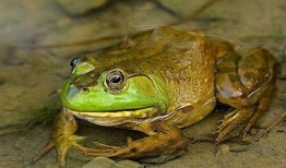 网红蛙搞笑视频吃瓜,萌态百出引网友爆笑