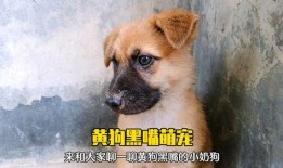 黄狗 在线观看,温情在线观影之旅