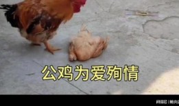 鸡情在线观看,一场别开生面的网络直播盛宴