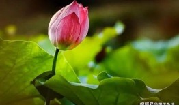 东莞荷塘夜色肖大妈爆料新闻,肖大妈独家爆料揭示惊人真相