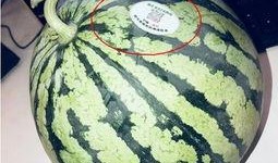 网红瓜免费吃,美食狂欢等你来！