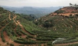 华南农业爆料最新消息,最新动态揭秘，行业变革即将到来！