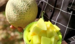 怎么吃娱乐大瓜,如何轻松吃透娱乐大瓜