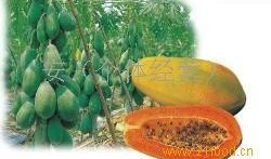 吃瓜的台湾网红有哪些,揭秘热门话题背后的故事