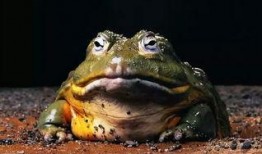 网红蛙搞笑视频吃瓜,萌态百出引网友爆笑