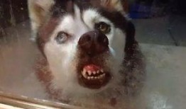 大哥爆料二哈视频大全在线观看,二哈视频大全，在线观看笑翻天！