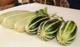 网红瓜免费吃,美食狂欢等你来！