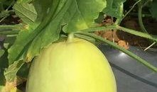 免费吃瓜月月,畅享美食盛宴，尽享欢乐时光