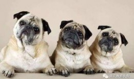 巴哥最新爆料萨博视频大全,萨博视频大全精彩瞬间大盘点