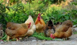 鸡情在线观看,一场别开生面的网络直播盛宴