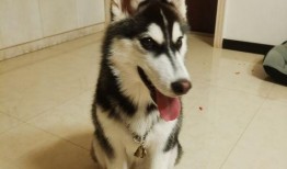 大哥爆料二哈视频大全在线观看,二哈视频大全，在线观看笑翻天！