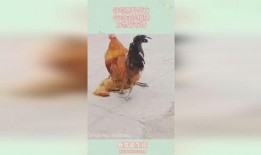 鸡情在线观看,一场别开生面的网络直播盛宴