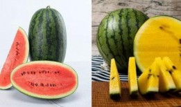 有什么免费吃瓜的资源,畅享娱乐盛宴，不花一分钱！