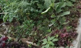 文春爆料菜园视频大全集,文春爆料背后的秘密与精彩瞬间