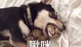 大哥爆料二哈视频大全在线观看,二哈视频大全，在线观看笑翻天！